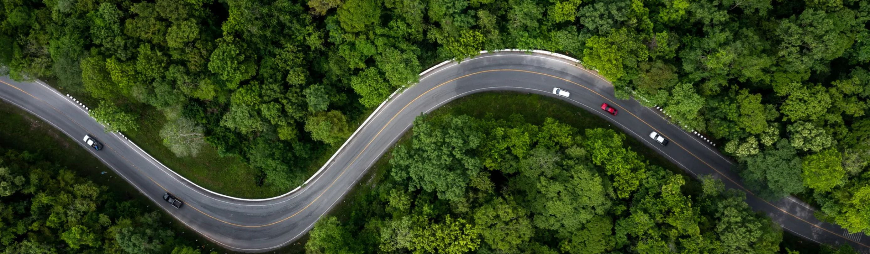 Cars on forrest road